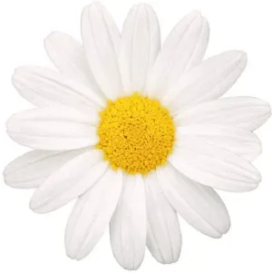 Daisys Wax Melt Snap Bar, Fresh Simmering Granules and Carpet Freshener, Strong Scented Home Wax